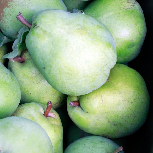 PearsAboutPage_3696-web