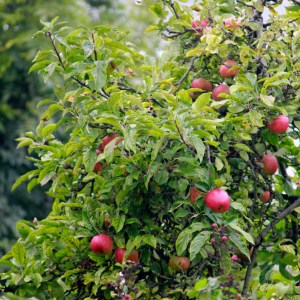 ApplesSouthfields1Oct2013_3640-web2