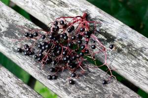 We actually didn't use all the elderberries we picked two days ago and retrieved these from the bin (click to enlarge picture).