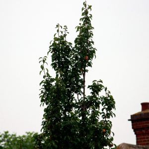 Pear2Southfields1Oct2013_3642-web