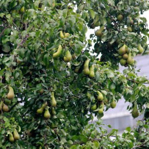 PearsSouthfields1Oct13_3634-web2