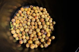 Prunes2012-IMG_0663-web