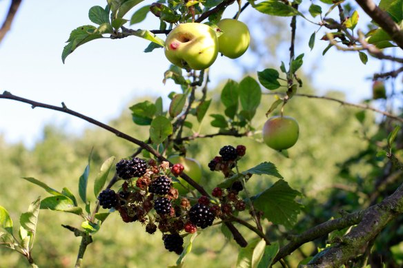 PommesMuresWimCom2013-2-Web_3336