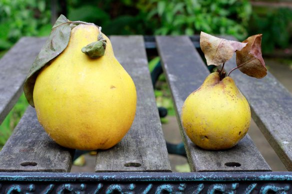 Quinces24Nov13_3864-web