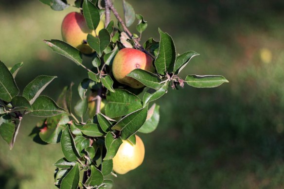 ApplesBelliac2011-IMG_7072-web