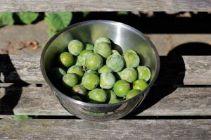 PlumsGreen2012_0296-web