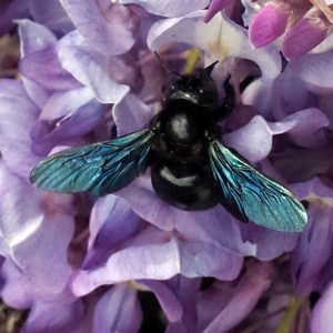 BeeBlueR0000575-web2