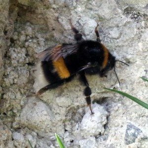 BeeBumbleR0000432-web