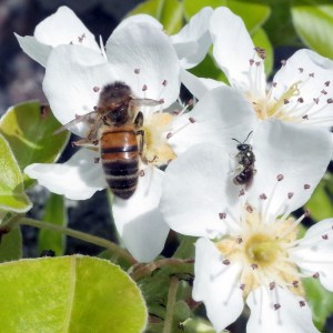 BeeDoubleR0000368-web