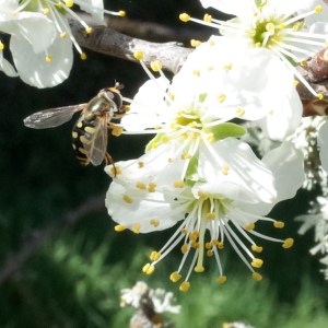 GreengagesBee3-R0000339-web