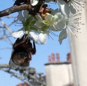 GreengagesBee4-R0000353-web