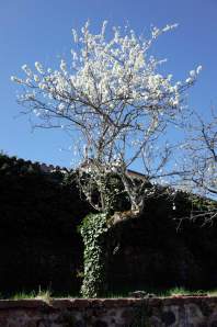 GreengagesTreeR0000363-web