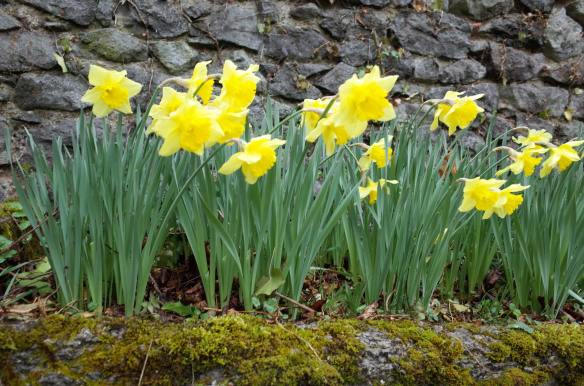 JardinAurillacJonquillesR0000181-web