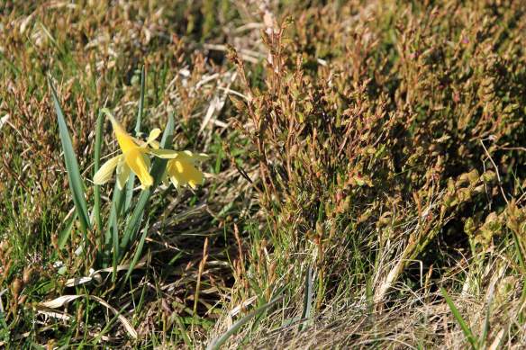 BlueberryLand2-IMG_6025-web