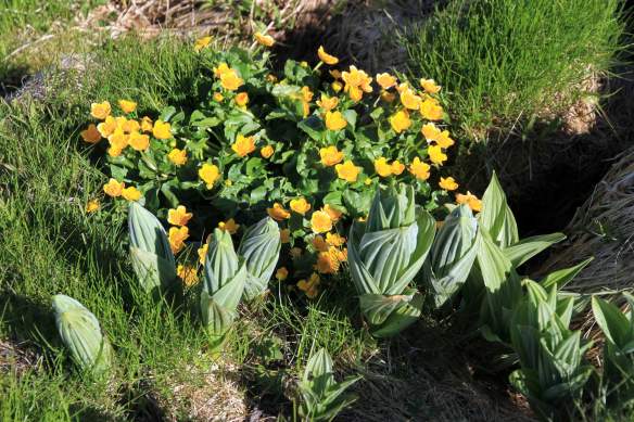 BlueberryLand3-IMG_6021-web