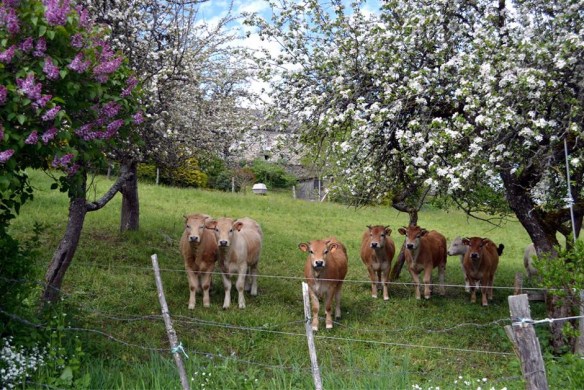 CowsPierre11May14-web