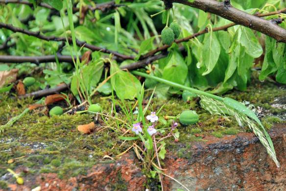 Tempest4-IMG_6118-web