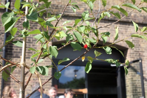 KingsCrossCherry-IMG_6963-web