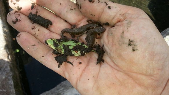 Bassin3-20140727_120537-web