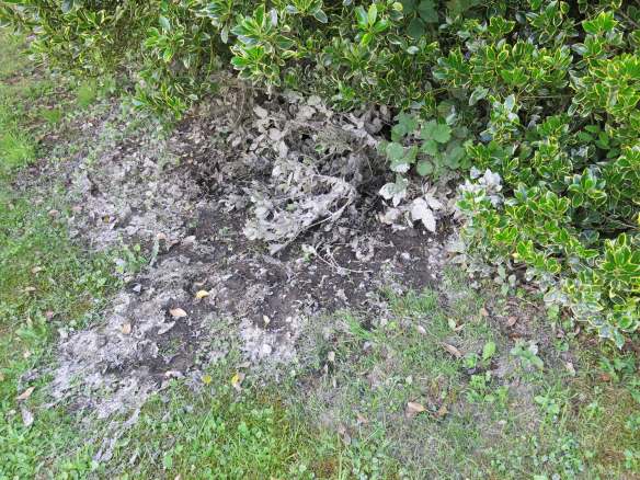 Bassin3-IMG_7202-web