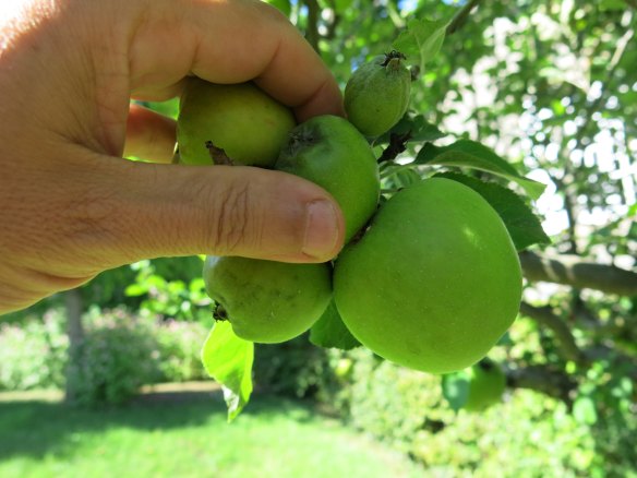 AppleTrimming-IMG_7251-web