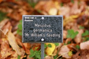 Medlar_Jam_IMG_5053-web