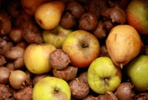 Medlars_2-IMG_5136-web