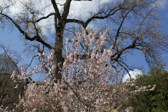 Prunus2_MG_0600