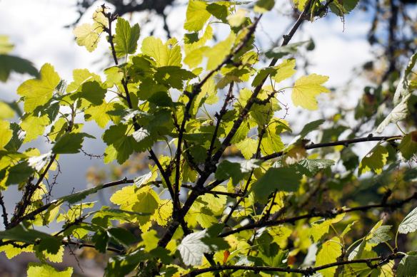 Redcurrant_Bush_MG_3183