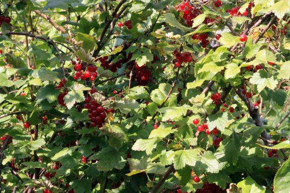 Thirsty_Birds_IMG_6465