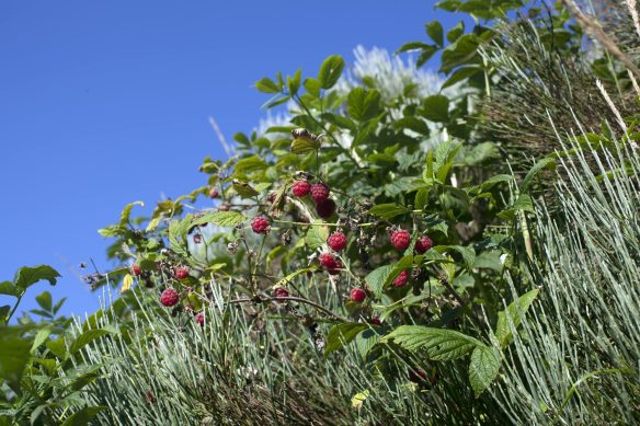 Framboises_MG_3200