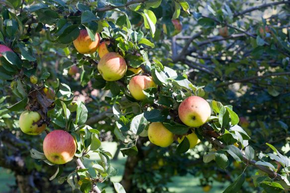 30Sep_Apple_Harvest_MG_3592