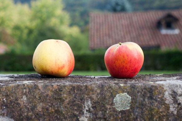 30Sep_Apple_Harvest_MG_3863