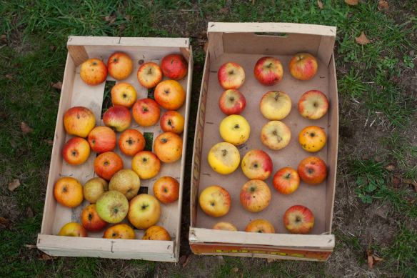 30Sep_Apple_Harvest_MG_3894