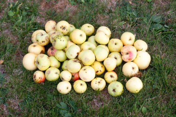 30Sep_Apple_Harvest_MG_3897