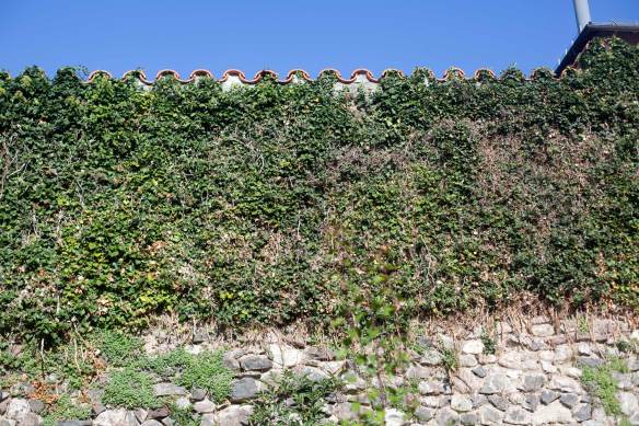 BackToJungle_MG_3975