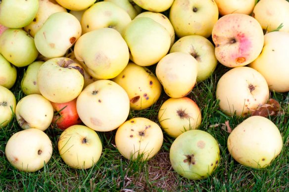 StewedWindfalls_MG_3897