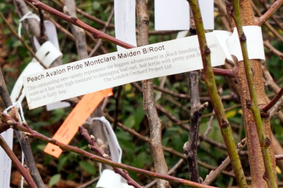 PeachTreeLabel-IMG_9259