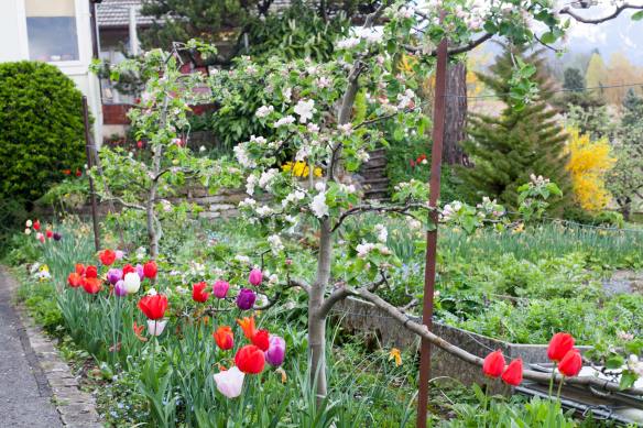 TulipsAndEspaliers_MG_6205