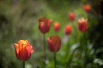 Tulips2_MG_6535
