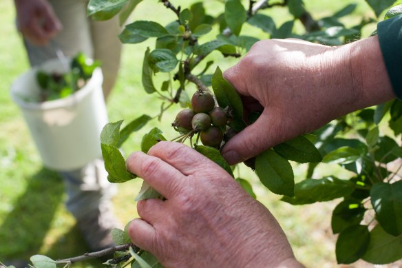 Thinning_Apples_Pears_MG_8253