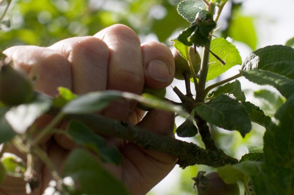 Thinning_Apples_Pears_MG_8259