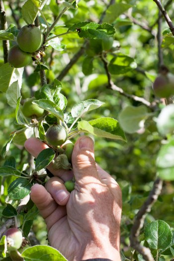 Thinning_Apples_Pears_MG_8278