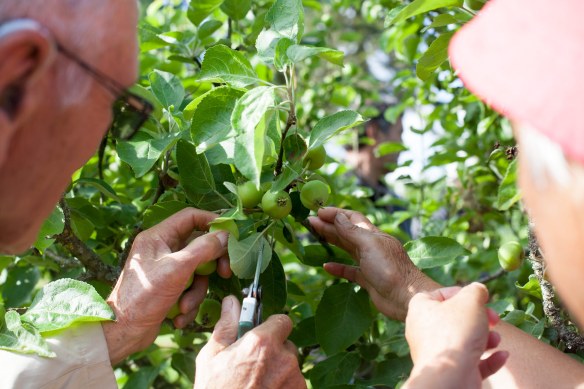 Thinning_Apples_Pears_MG_8280