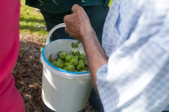 Thinning_Apples_Pears_MG_8281