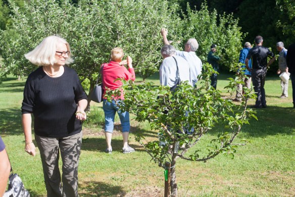 Thinning_Apples_Pears_MG_8291