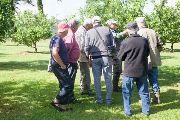 Thinning_Apples_Pears_MG_8292