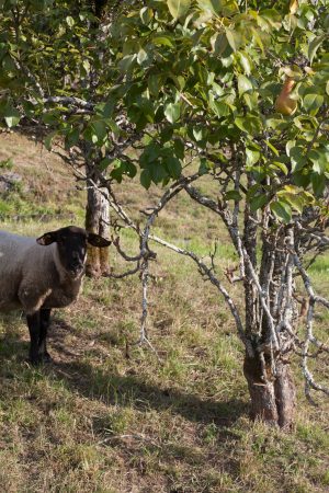 sheep_pears_mg_0307
