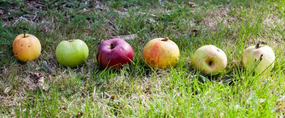 apple_windfalls_mg_0644