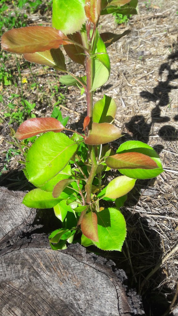 Root offspring - Felled pear tree